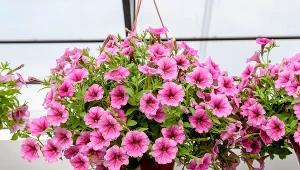 Zapomnij o bratkach. Dzięki tej roślinie balkon będzie tonął w kwiatach do jesieni