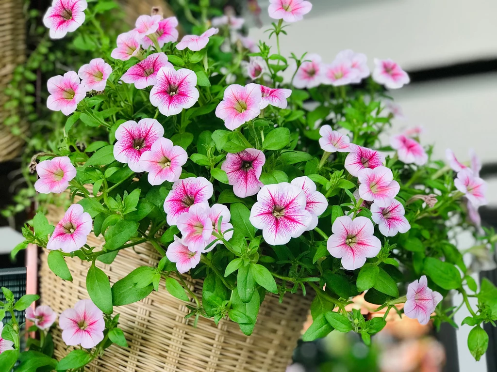 Petunia to barwny akcent na balkonie i w ogrodzie