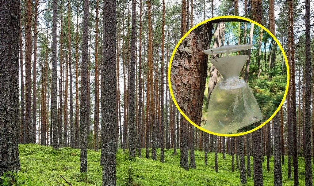 Pułapki do odłowu samców brudnicy mniszki Pułapki do odłowu samców brudnicy mniszki