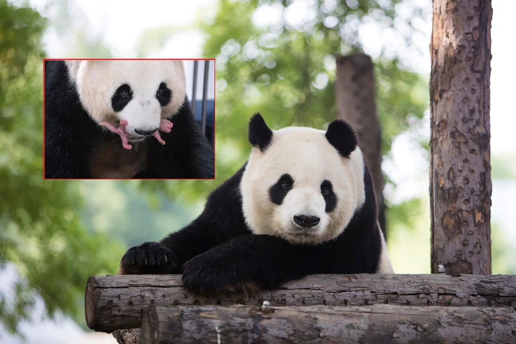 Szanse na ciążę bliźniaczą wśród pand są wysokie, jednak sama ciąża to wciąż rzadkość.