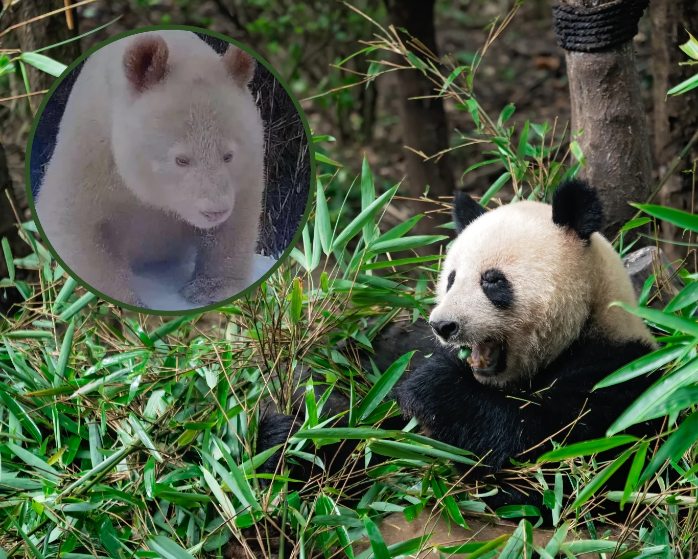 fot. South China Morning Post/ Na świecie jest tylko jedna taka panda fot. South China Morning Post/ Na świecie jest tylko jedna taka panda