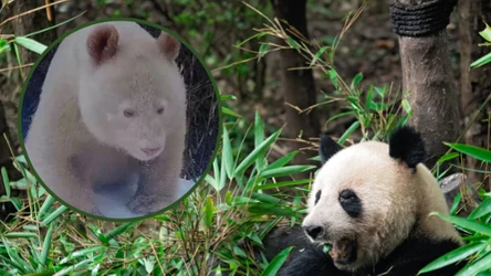 fot. South China Morning Post/ Na świecie jest tylko jedna taka panda