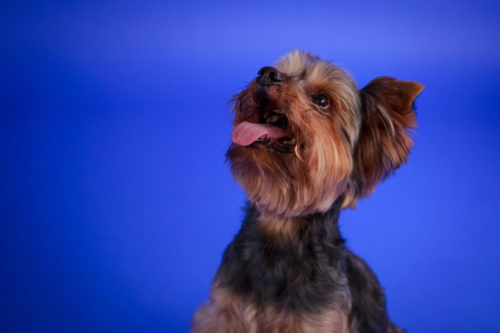 Yorkshire terrier to pies, który idealnie nadaje się do mieszkania.