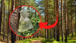 Tajemnicze lejki pojawiły się w polskich lasach. Leśnicy alarmują: nie dotykaj