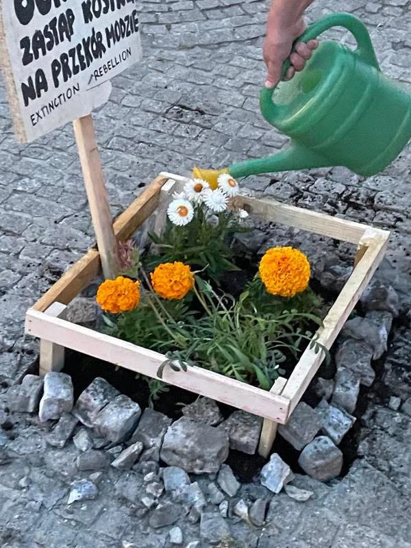 Na przekór krakowskiej betonozie aktywiści postanowili zasadzić kwiaty. 