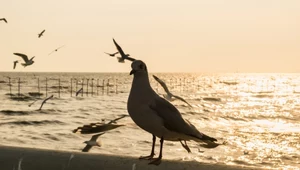 Setki martwych ptaków na plaży. Władze miejskie boją się ptasiej grypy 