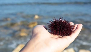 Uważaj na nie na chorwackich plażach! Mogą popsuć wakacyjne plany