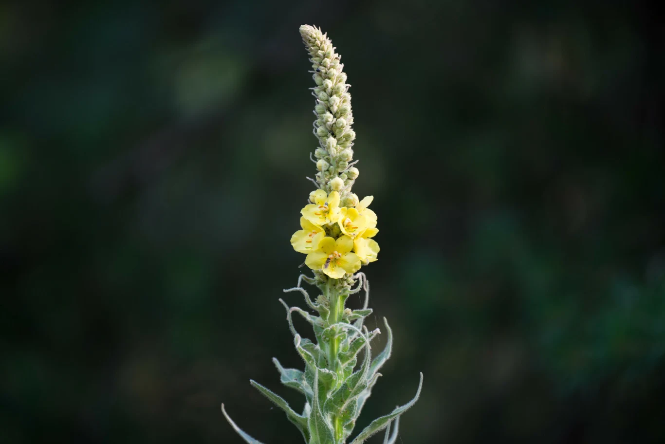 Dziewanna nazywana jest także "laską św. Piotra"