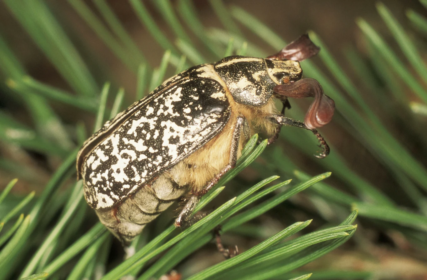 Wałkarz lipczyk jest największym z podrodziny chrabąszczowatych