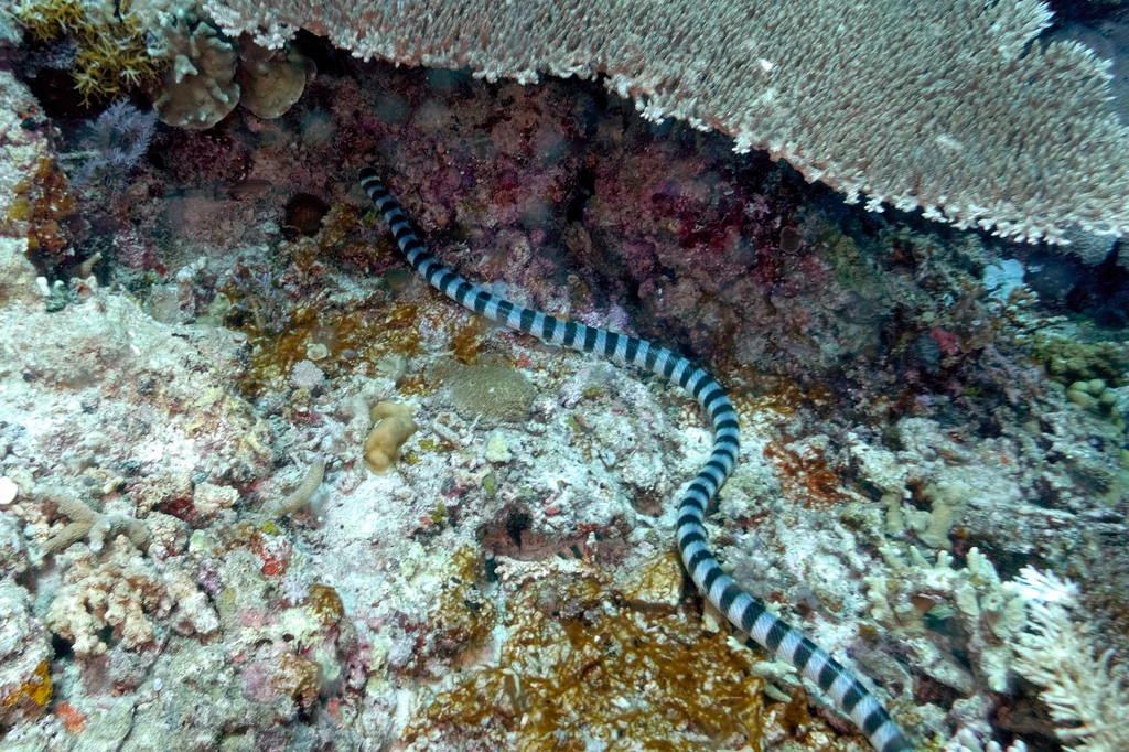 Wąż morski pierścieniowaty