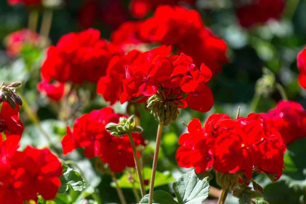 Pelargonie przestały nagle kwitnąć? Przyczyny są oczywiste i można im zapobiec