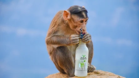 Pijana małpa w Nepalu zaatakowała dziecko