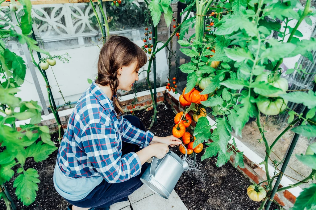 Sprawdź, jak często podlewać pomidory w tunelu, by uniknąć najczęstszych błędów w uprawie