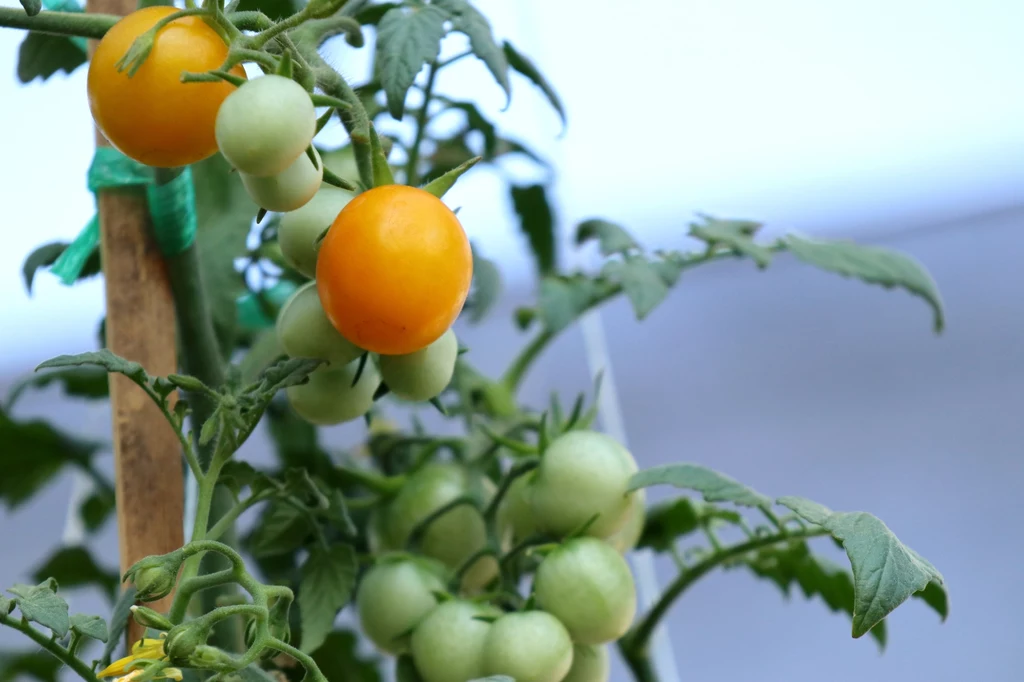 Dlaczego pomidory nie dojrzewają i nie kwitną? Przyczyn jest co najmniej kilka. 