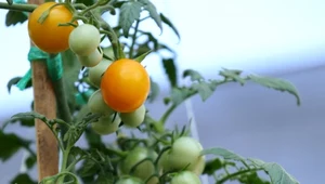 Dlaczego pomidory nie dojrzewają? Jeden wywar i obfite plony