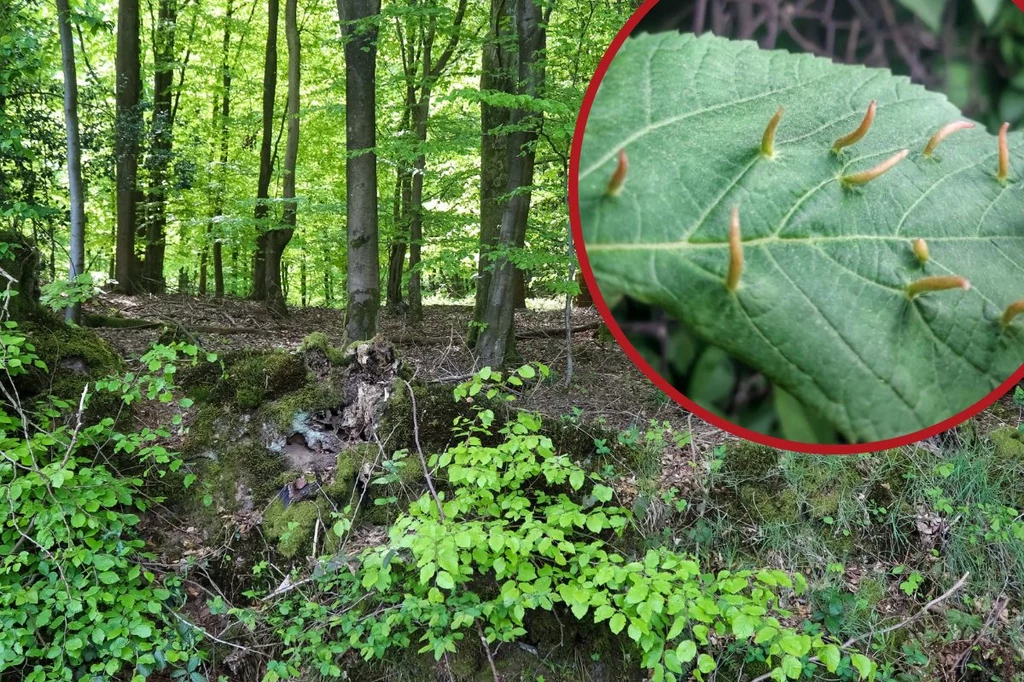 Za deformacje na liściach drzew odpowiedzialne są m.in. szpeciele 