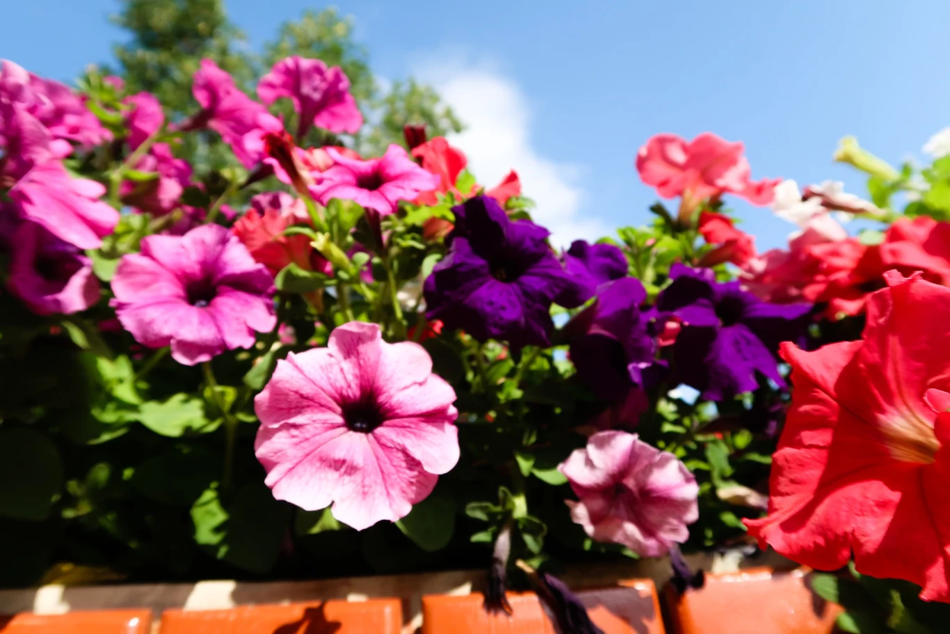 Supertunię zabieramy z balkonu przed pierwszymi przymrozkami