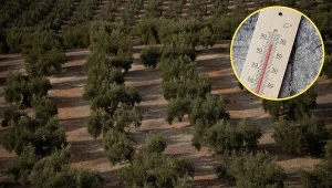 Oliwa staje się luksusem. Susza dziesiątkuje zbiory, ceny mocno w górę