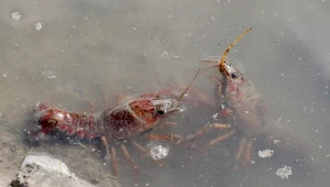 Raki opanowały poznańskie stawy. Rozpoczyna się akcja odławiania. Zdj. ilustracyjne