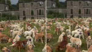 Setki golden retrieverów świętowały 155. rocznicę powstania rasy