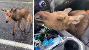 Mężczyzna uratował łosia przed niedźwiedziem, zwolniono go z pracy