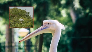 Pelikan uciekł z zoo w Opolu. Nie dał się schwytać nawet strażakom