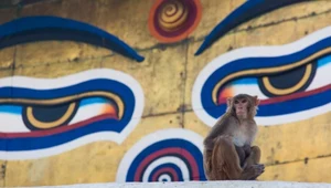 Pijana małpa terroryzuje turystów. Atakuje i gryzie dzieci