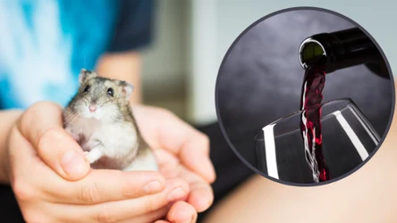 Chomiki są znane z miłości do alkoholu i zdolności do jego metabolizowania