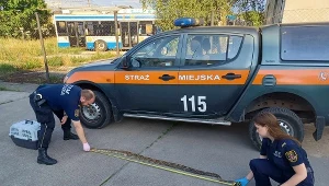 Strażnicy miejscy znaleźli w lesie węża. Boa dusiciel mierzył dwa metry długości