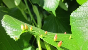 Czy galasy szkodą roślinom?