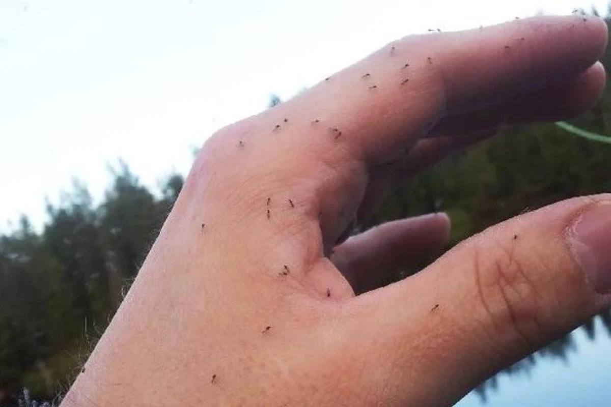 Meszki są szczególnie niebezpieczne dla niemowląt i małych dzieci, osób starszych i alergików