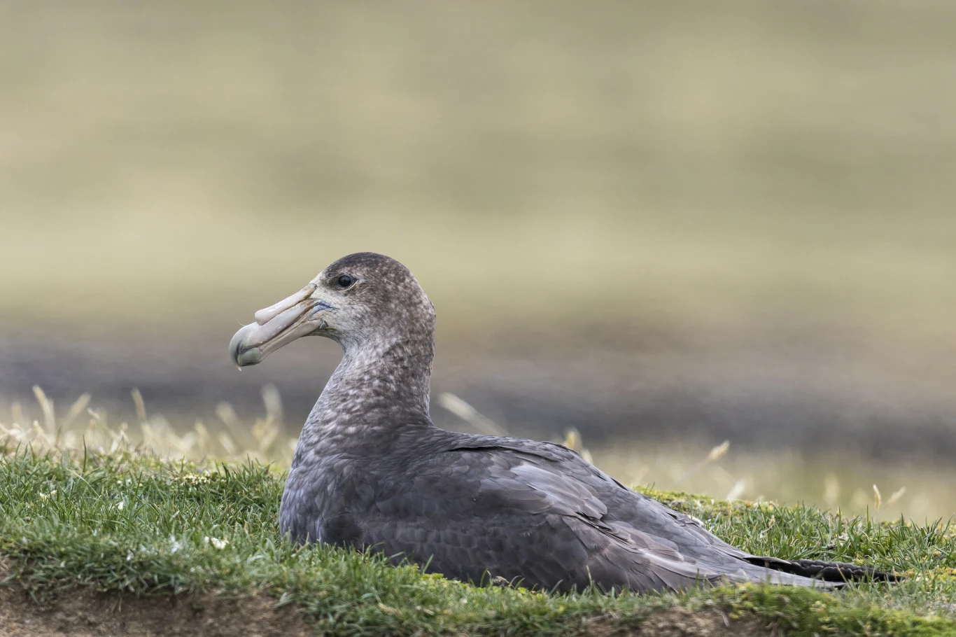 Przyrodnik ratuje gatunki zagrożone wyginięciem. Wśród nich jest petrel bermudzki Przyrodnik ratuje gatunki zagrożone wyginięciem. Wśród nich jest petrel bermudzki
