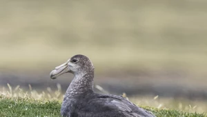 Przyrodnik ratuje gatunki zagrożone wyginięciem. Wśród nich jest petrel bermudzki