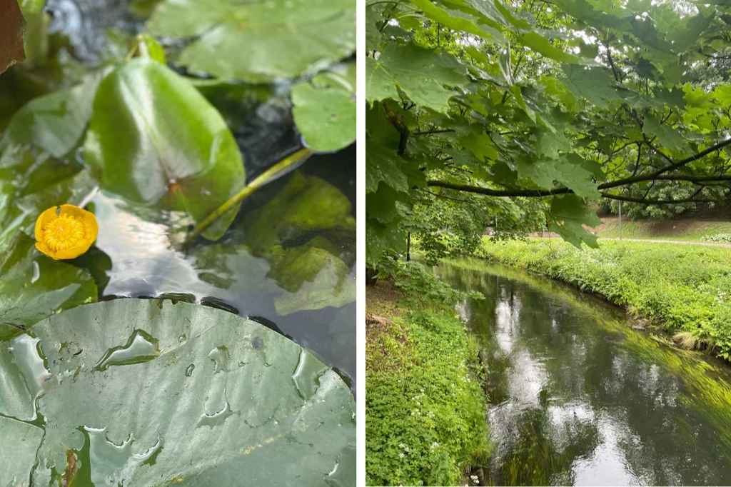 Spływ kajakiem po Łynie umożliwia obserwowanie natury z bliska 