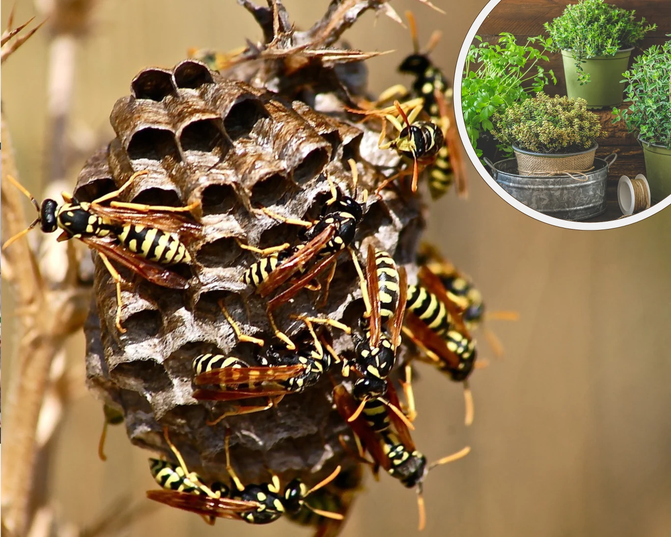 Jak skutecznie pozbyć się os i szerszeni z ogrodu? 