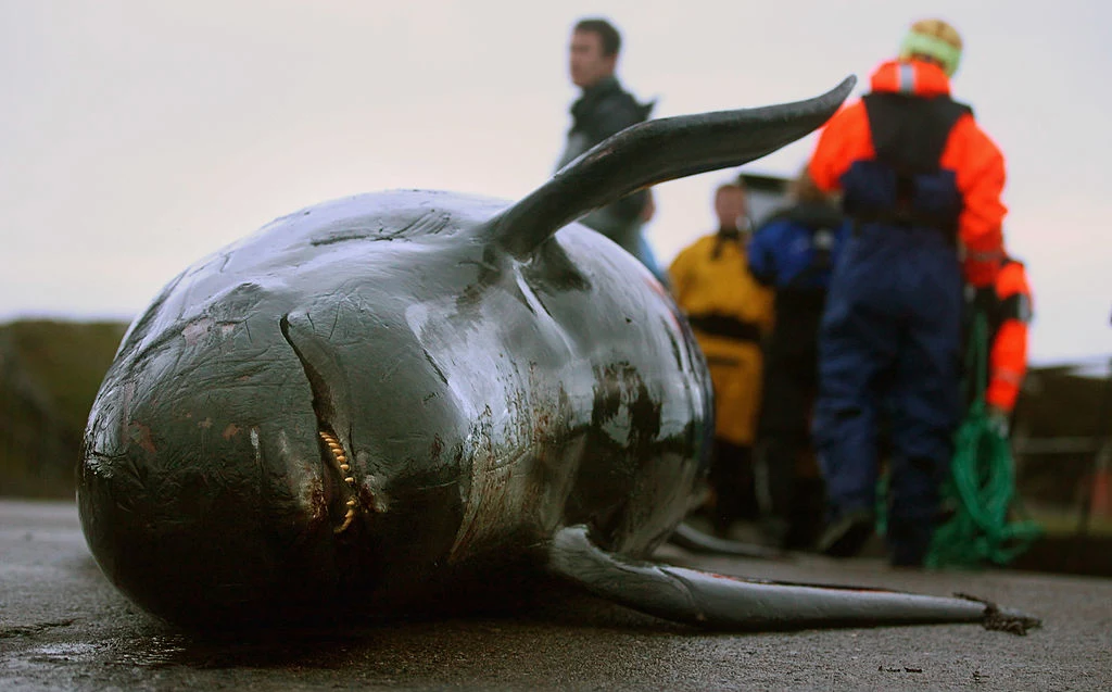 Masowa śmierć wielorybów w Szkocji