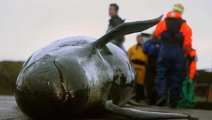 Masowa śmierć wielorybów w Szkocji. Największy wypadek od dziesięcioleci