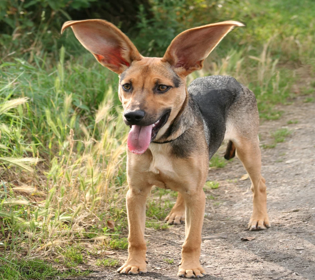 Ucho zewnętrzne psa potrafi być naprawdę ogromne. Większa małżowina, szczególnie kiedy pies nie może jej "położyć" sprawia, że do błony bębenkowej dociera więcej wibracji, a dźwięk jest głośniejszy.