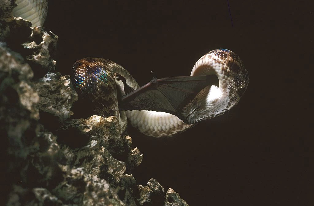 Do jaskini dziennie zlatuje się 300 tys. nietoperzy. Nie mają szans w starciu z wężami. 
