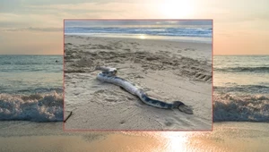 Ogromny, morski wąż wyrzucony na brzeg. Jest bardzo jadowity