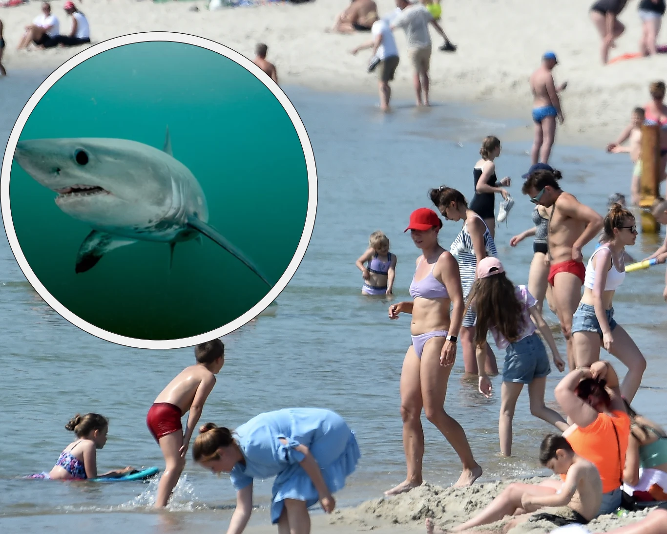 Lamna śledziowa to największy rekin żyjący w Bałtyku 