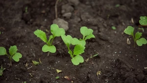 Ogród piękny do jesieni. Rośliny, które można sadzić latem