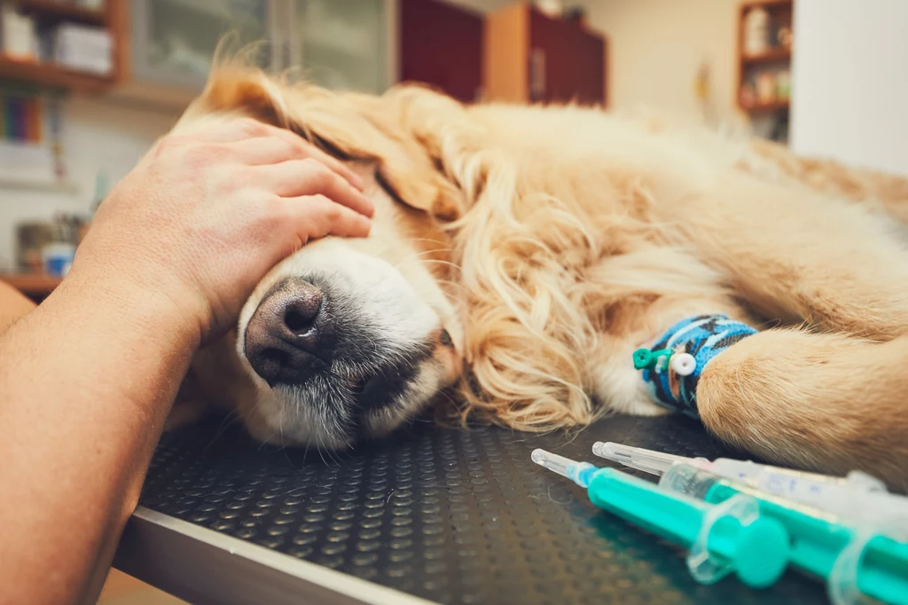 W praktyce często właściciele usypiają psy gdy tylko koszt leczenia przewyższy koszt eutanazji. 