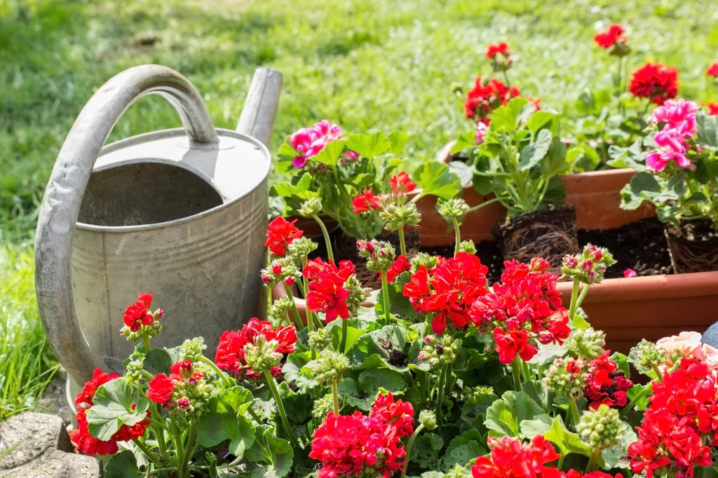 Pelargonie będą bujnie kwitnąć, jeśli użyjesz naturalnego nawozu ze skrzypu.