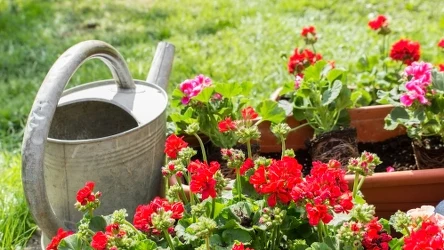 Czym podlewać pelargonie, by pięknie kwitły?