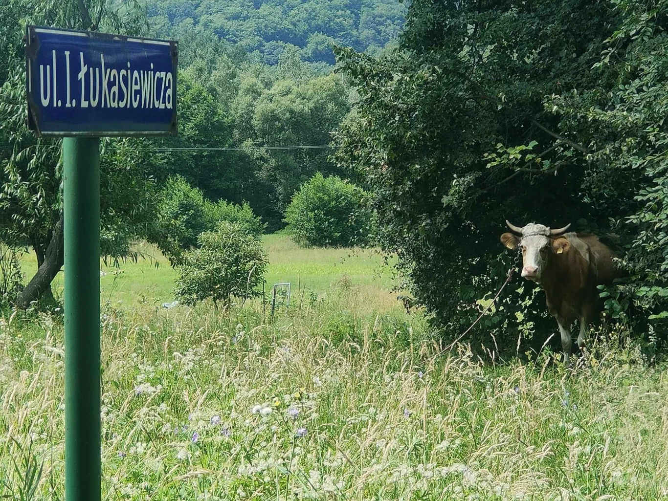 Krowa, a nie naftowa wiertnica, na polu w podkarpackiej miejscowości Równe Krowa, a nie naftowa wiertnica, na polu w podkarpackiej miejscowości Równe