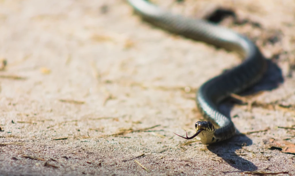 Węże biczowe są najbardziej zróżnicowanymi, jadowitymi wężami w Australii