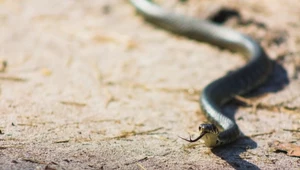 Odkryto nowy gatunek jadowitego węża. Naukowcy mylili go od dziesięcioleci