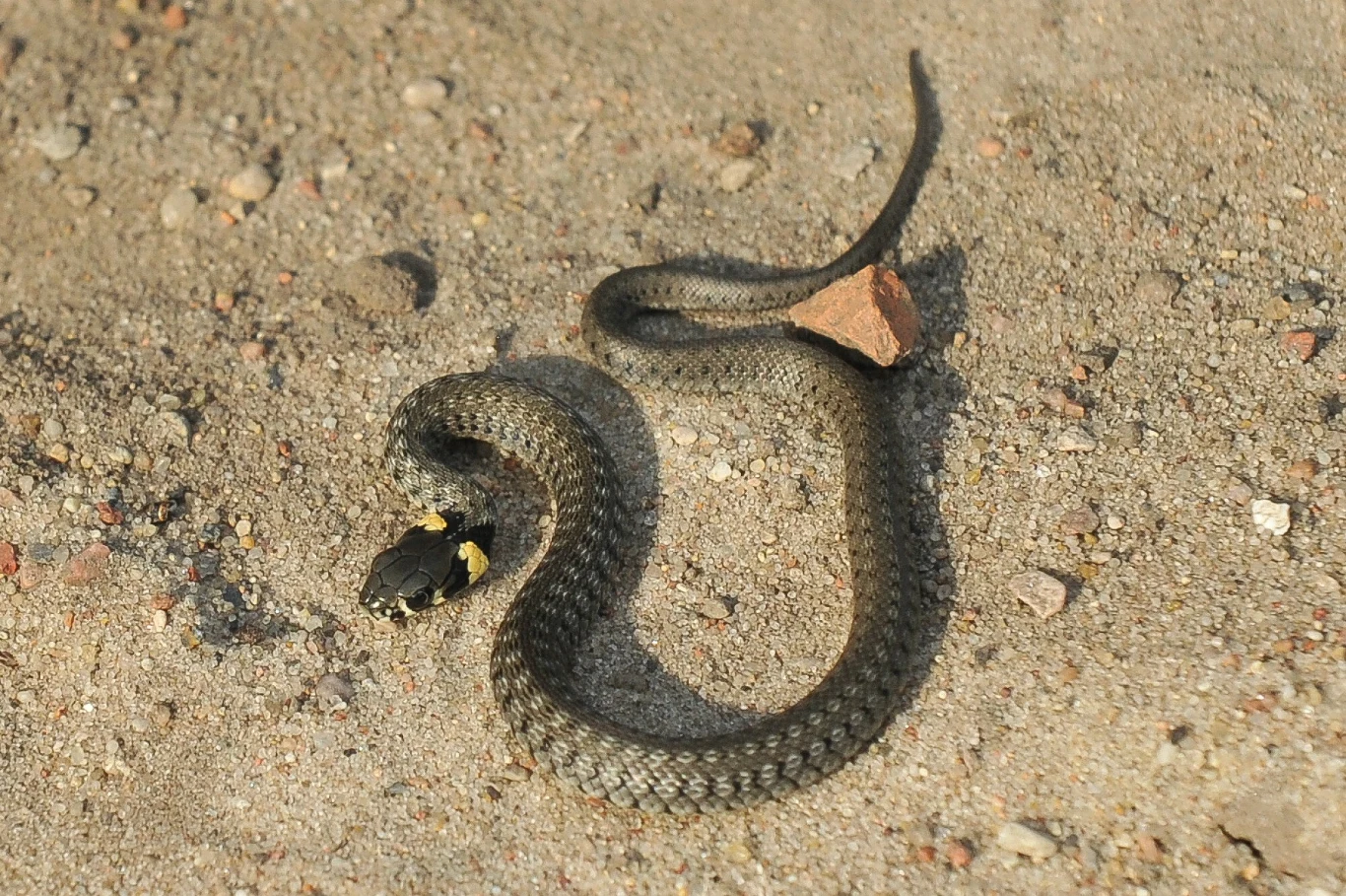 Zaskroniec nie zawsze jest czarny, za to zawsze za skroniami możemy dostrzec charakterystyczne żółte plamy.