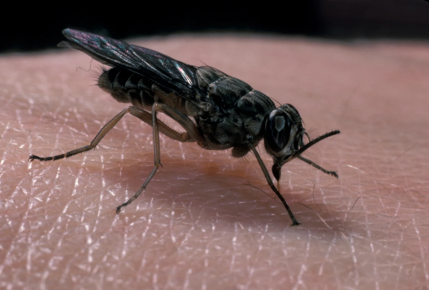 Mucha tse-tse jest łudząco podobna do muchy domowej